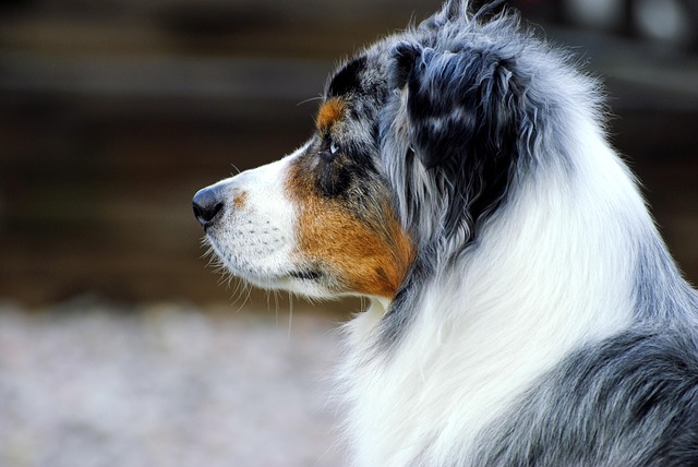 A confident Australian Shepherd mix standing alert