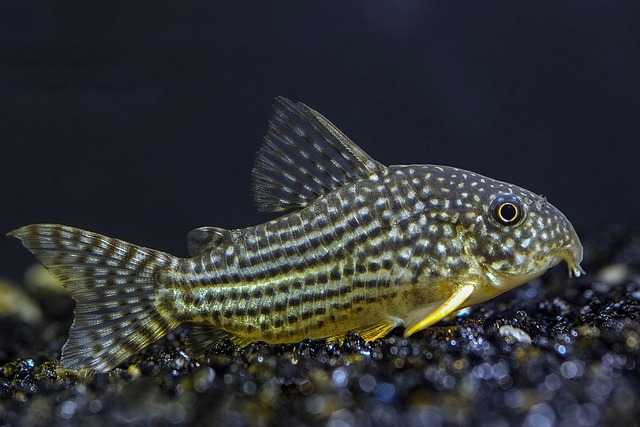 A Corydoras catfish and a Plecostomus fish feeding on sinking food wafers at the bottom of a clean aquarium.