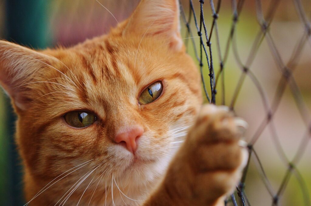 cute cat pokemon