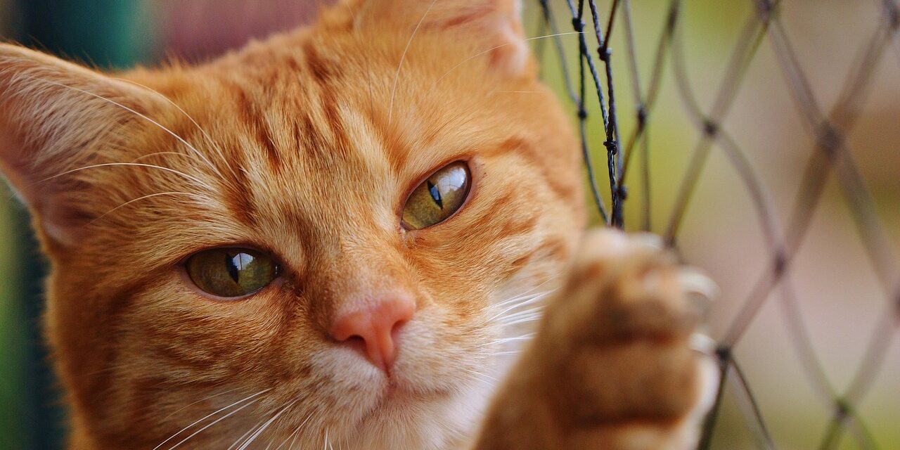 cute cat pokemon