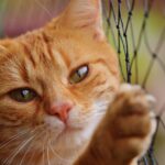 cute cat pokemon