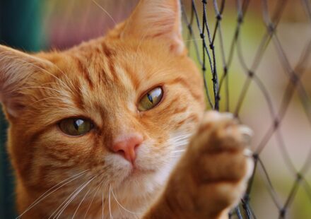cute cat pokemon