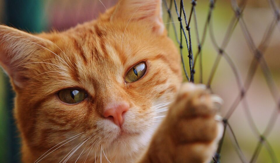 cute cat pokemon
