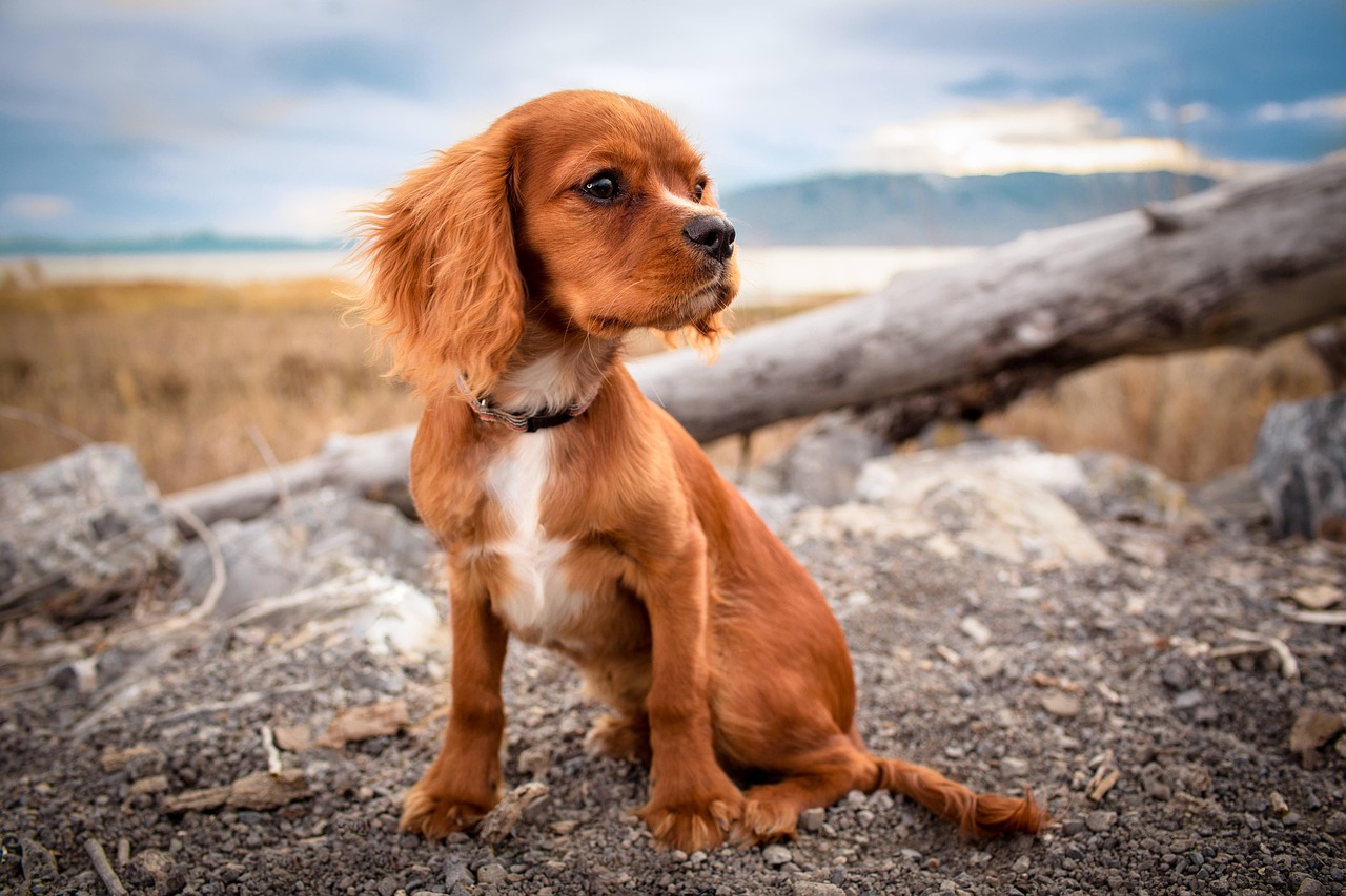 Frenchton Dog: Your 2026 Guide to This Charming Breed