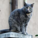 cute gray and white cat sitting