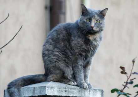 cute gray and white cat sitting