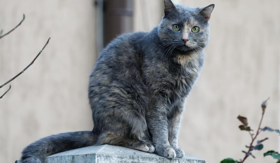 cute gray and white cat sitting