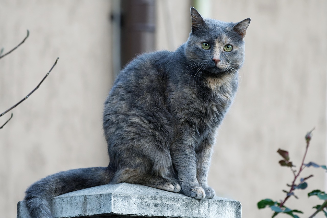 Charming Gray and White Cats: A 2026 Guide to Their Appeal