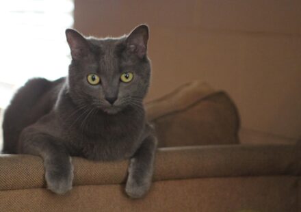 cute grey tabby kitten