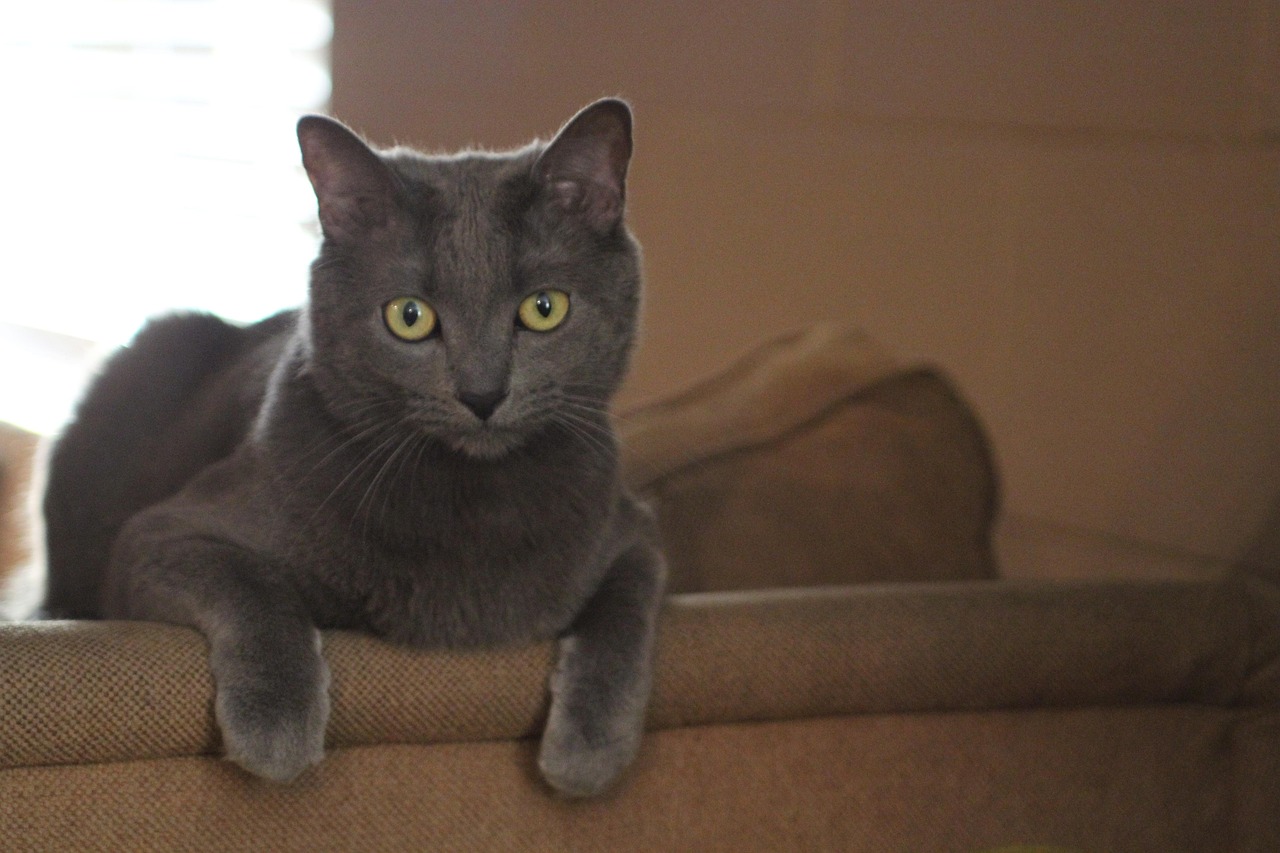 Grey Tabby Cat Kittens: Your 2026 Guide to Adorable Companions