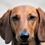 dachshund dog playing