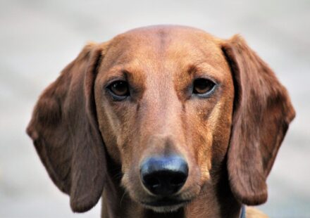 dachshund dog playing