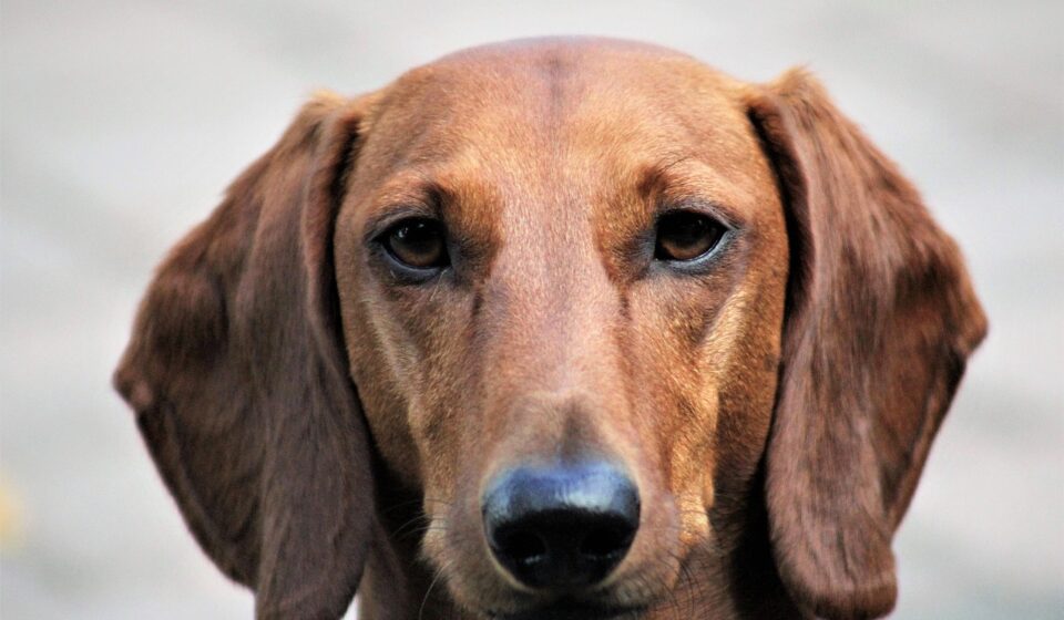 dachshund dog playing