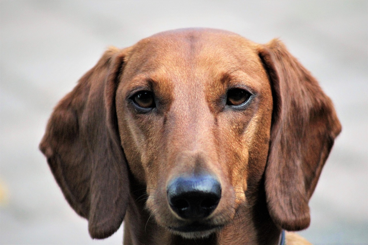 Dachshund Care: A 2026 Guide to Your “Wieners”