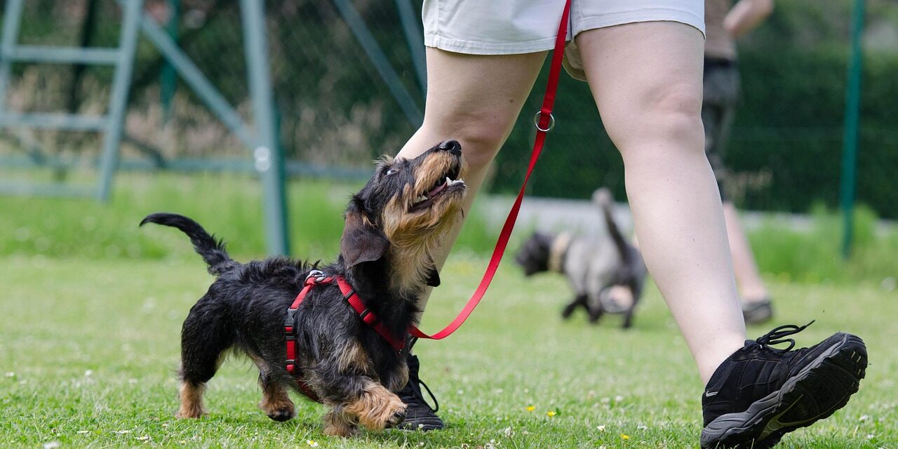 dachshund mix dog