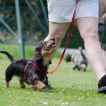 dachshund mix dog