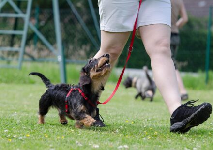 dachshund mix dog