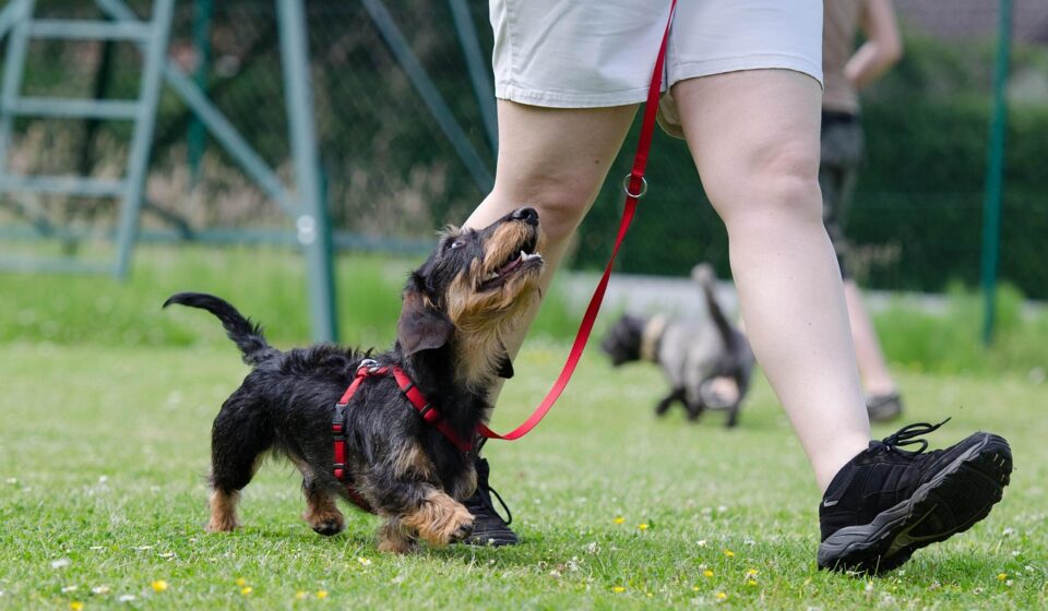 dachshund mix dog