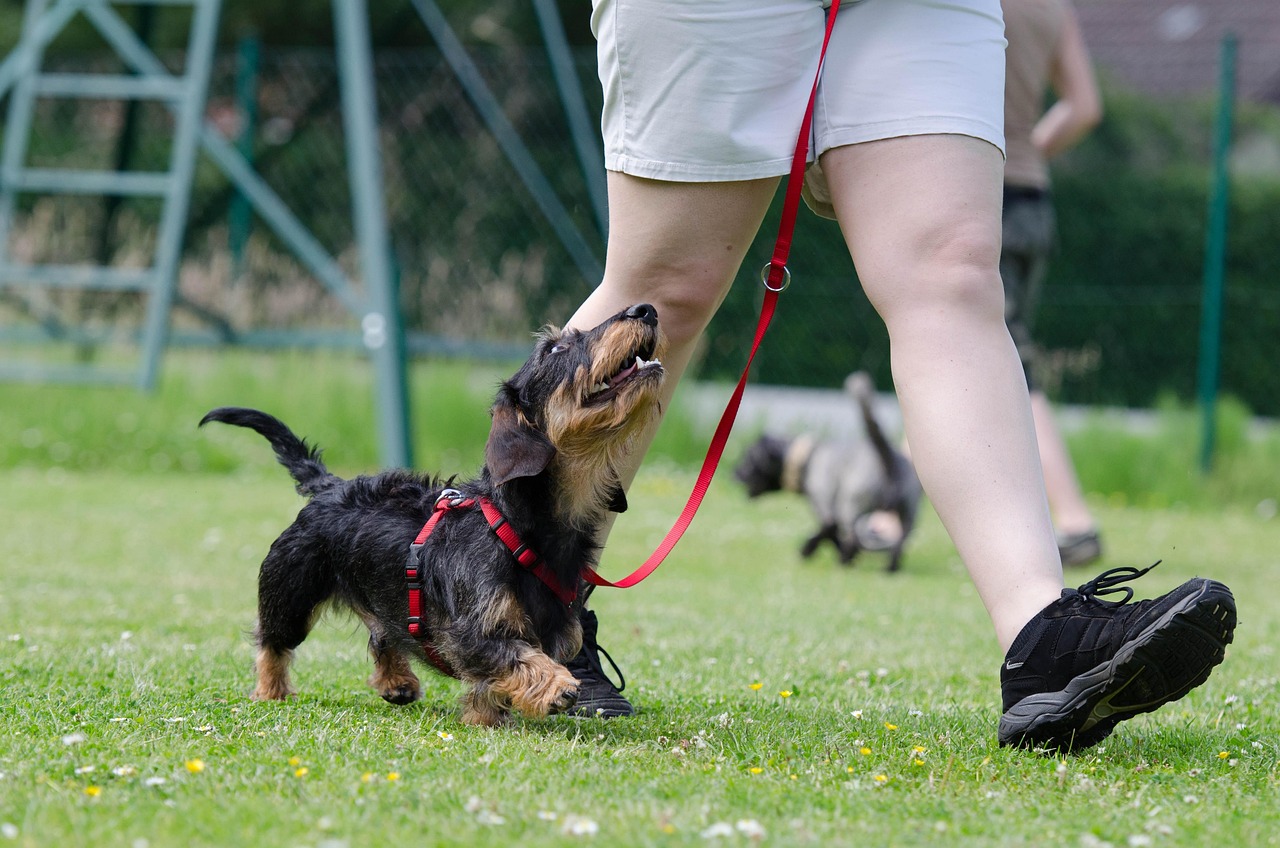 Teckel Mix: Understanding Your Dachshund Hybrid in 2026