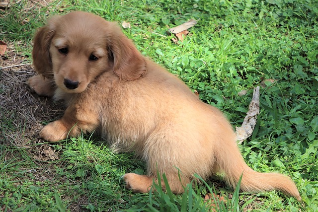 A Dachshund puppy looking inquisitive (teckel mix)