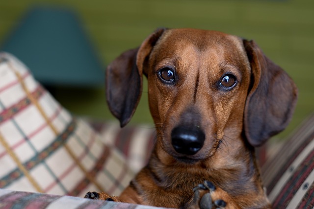 Dachshund puppy sitting attentively in a training class