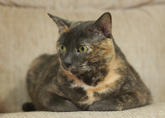 A dilute tortie cat looking curiously at the camera, its eyes bright and alert.