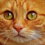 dilute tortie cat