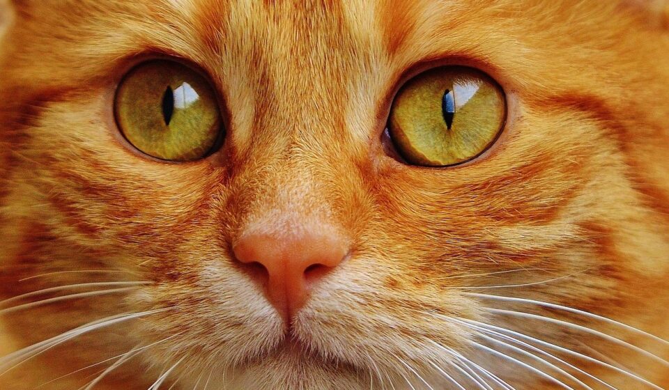 dilute tortie cat