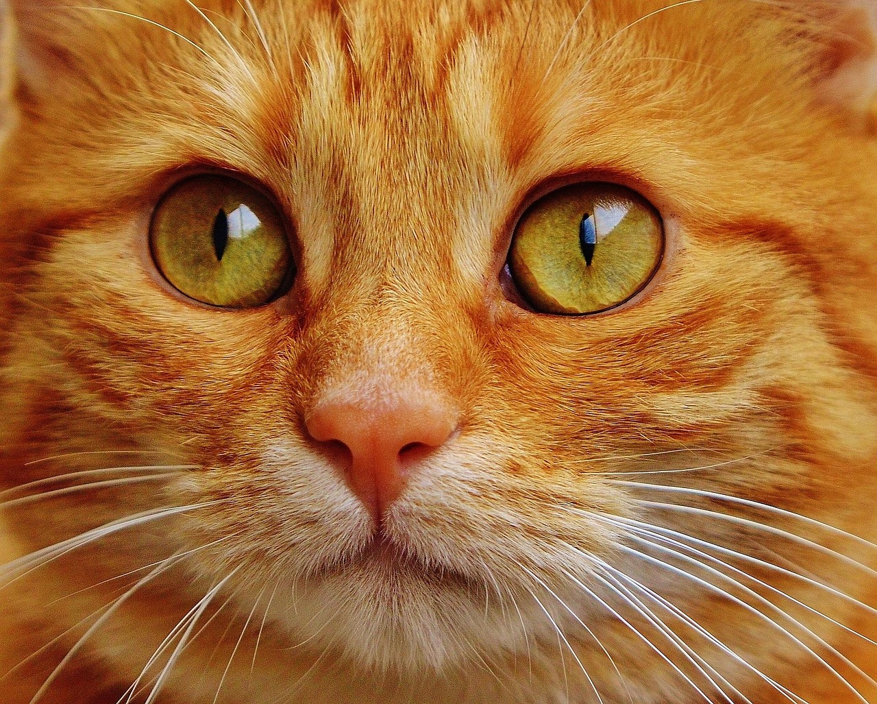 Dilute Tortie Cats: The Pastel Palette of the Feline World in 2026