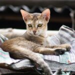 dilute tortie cat kitten