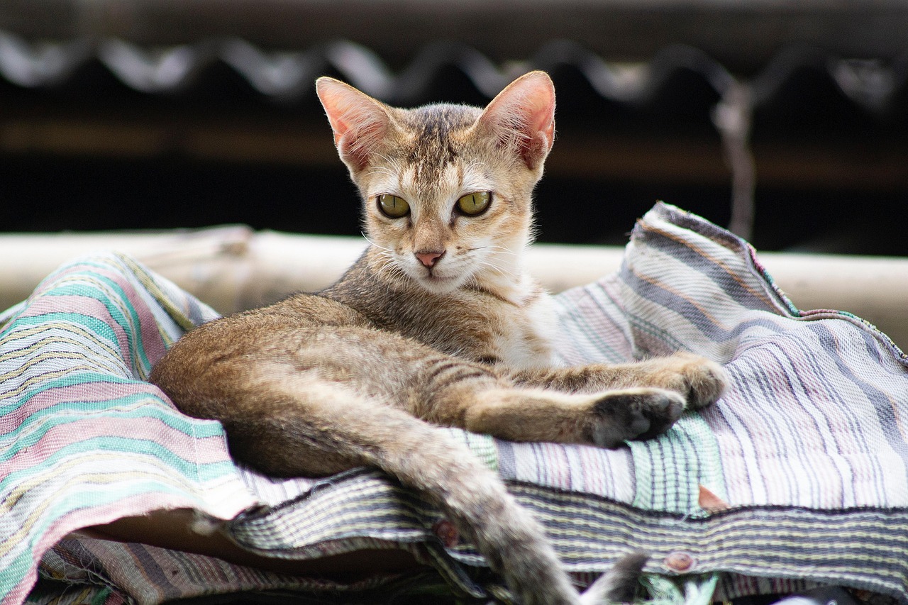 Dilute Tortie Cats: The Sweet, Softened Shades of the Tortie