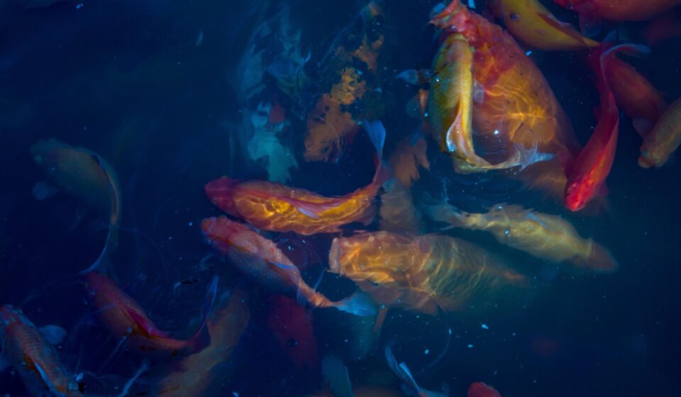 diverse fish eating habits
