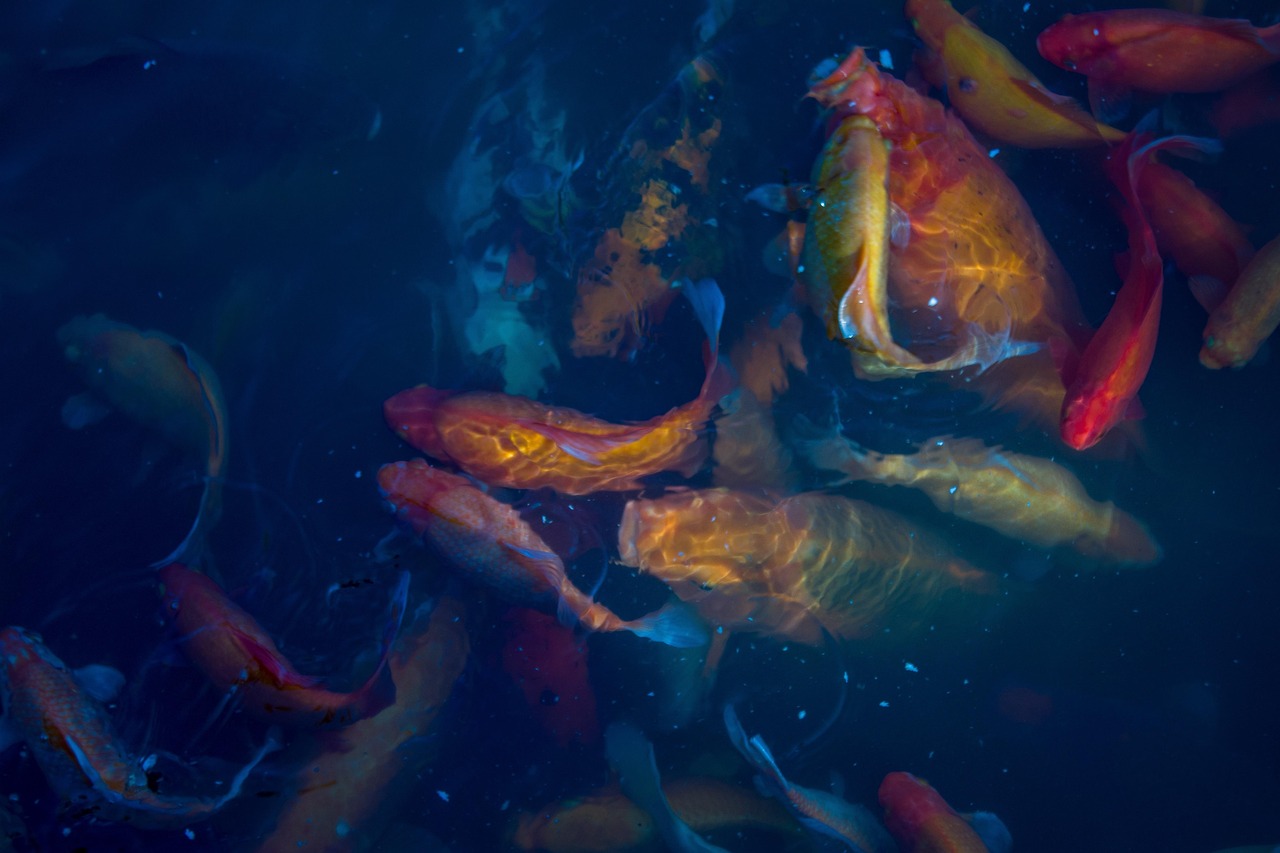 What Do Fish Eat? Aquarium & Wild Diets in 2026