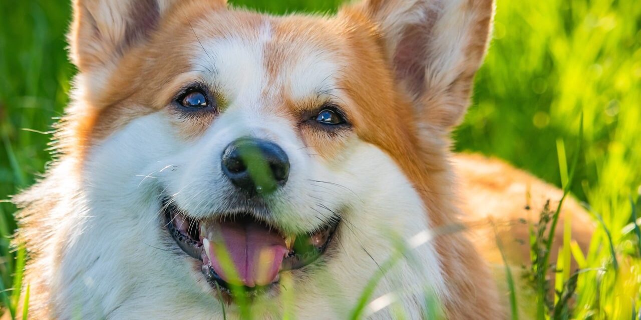 diverse group of dog breeds starting with m