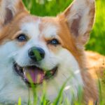 diverse group of dog breeds starting with m