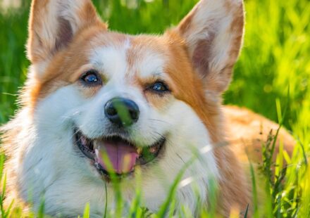 diverse group of dog breeds starting with m
