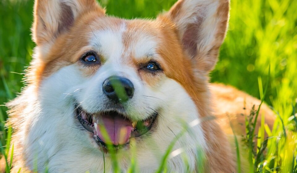 diverse group of dog breeds starting with m
