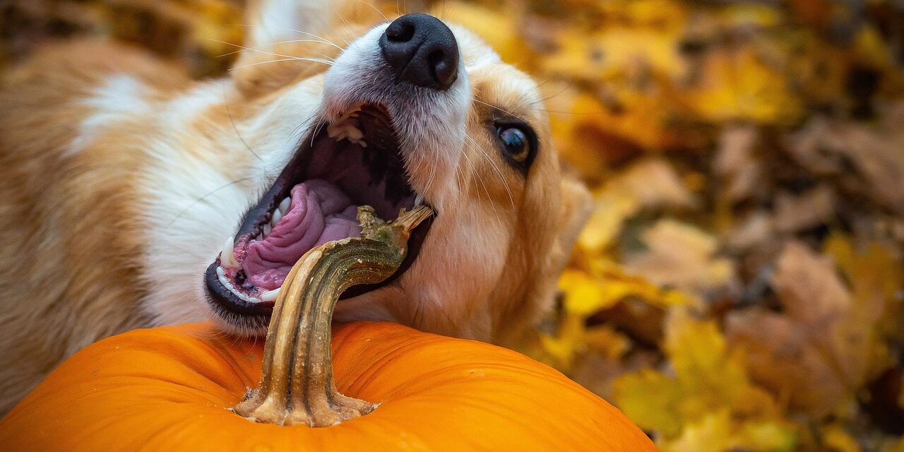 DIY dog chew toy