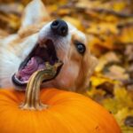 DIY dog chew toy