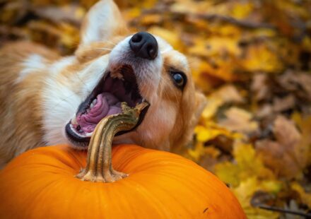 DIY dog chew toy