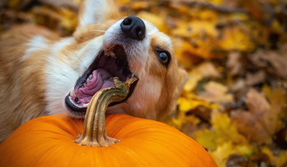DIY dog chew toy