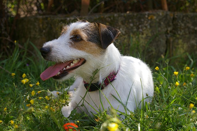 A dog and its owner enjoying a picnic in a scenic park.