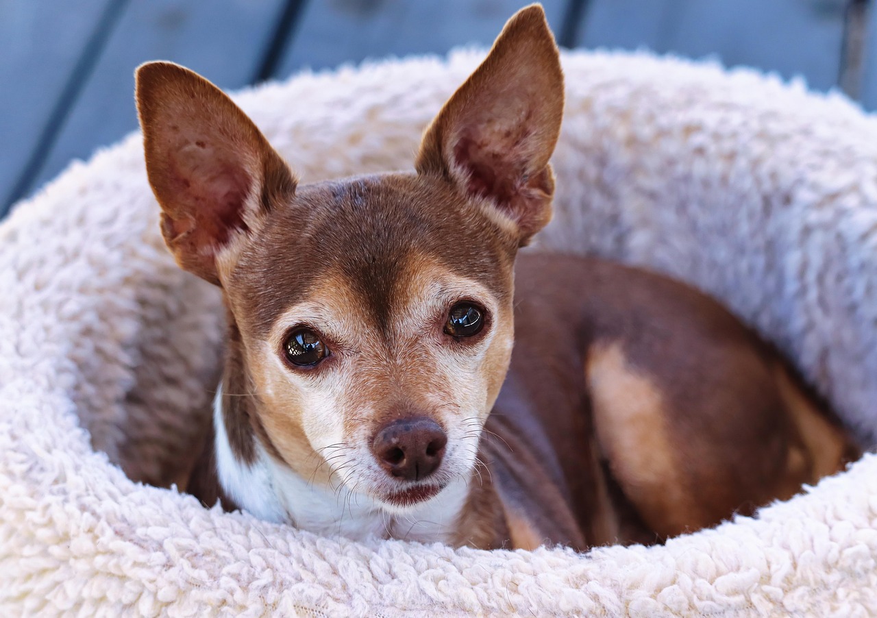 PetSmart Dog Beds: Your 2026 Guide to Comfort & Durability