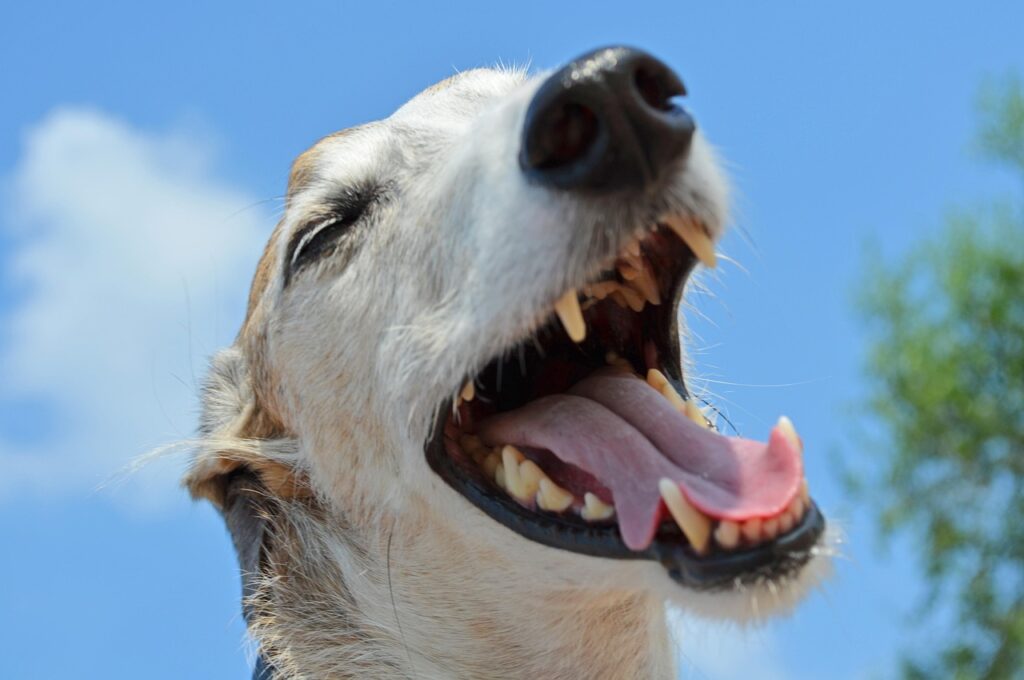 dog brushing teeth