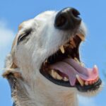dog brushing teeth