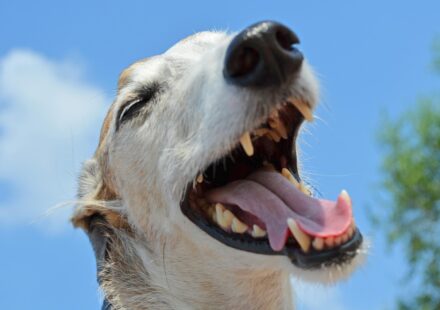 dog brushing teeth