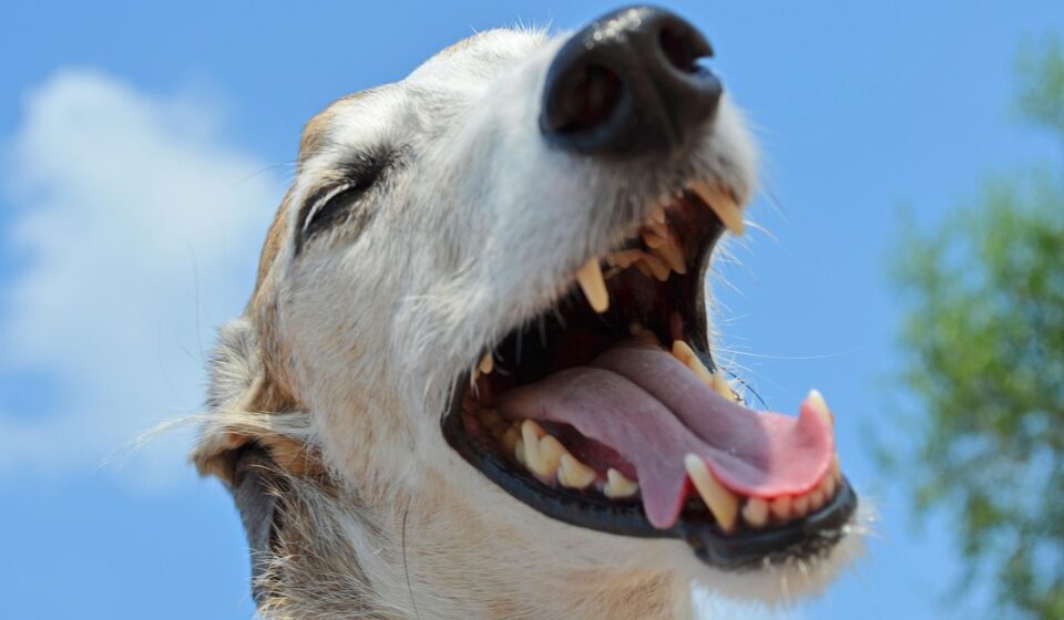 dog brushing teeth