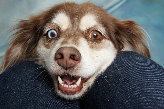 Dog with a confused expression looking at a bottle of dry shampoo