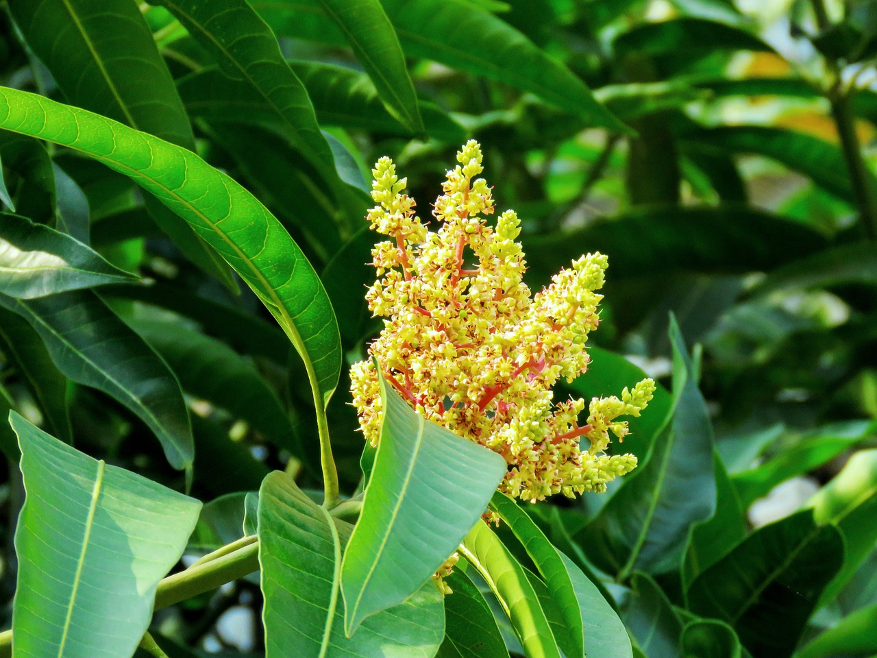 Can Dogs Have Mango? Your 2026 Safety & Nutrition Guide