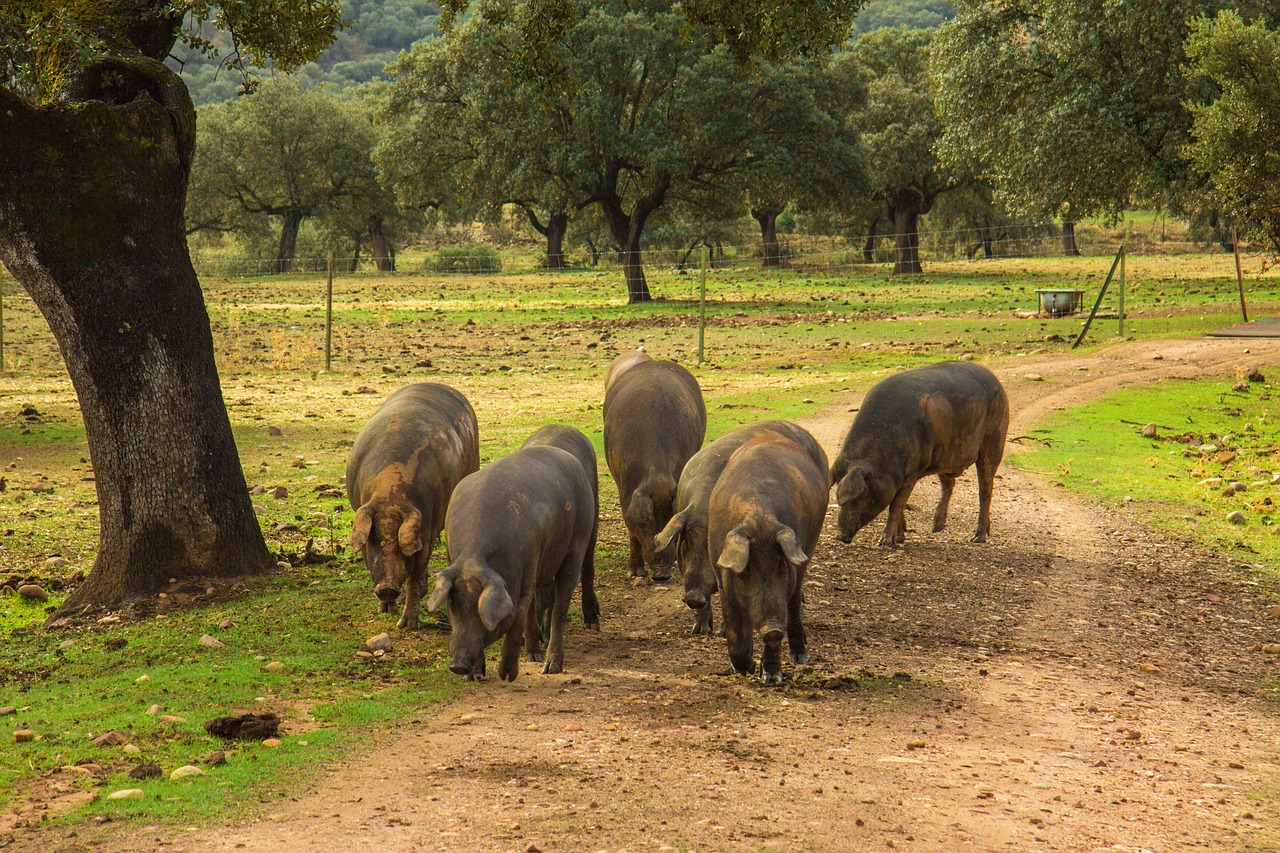 Can Dogs Eat Ham? A 2026 Guide for Pet Parents